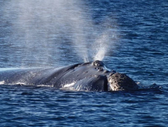 Temporada de ballenas en Argentina: cuándo empieza y dónde verlas