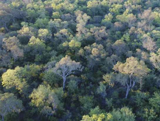 Parque Nacional Copo: una maravilla de Santiago del Estero que cubre 118 mil hectáreas