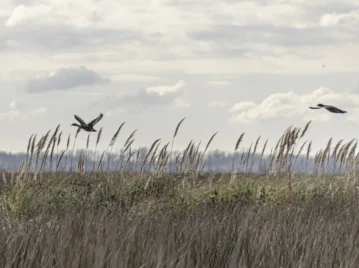 Reserva Natural Otamendi, uno de los humedales más valiosos de Buenos Aires