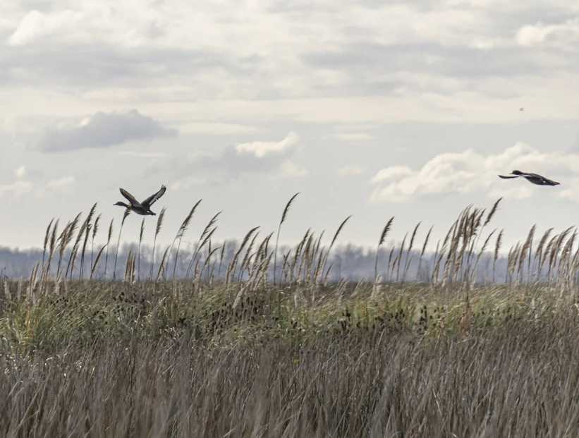 Reserva Natural Otamendi, uno de los humedales más valiosos de Buenos Aires