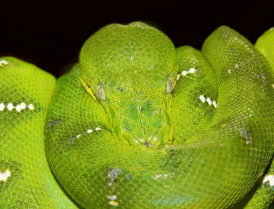 Boa esmeralda, el sorprendente animal de hasta 2,5 metros de longitud que llama la atención por la intensidad de su color