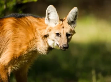 Qué animal es el aguará guazú y en qué parte de Argentina habita