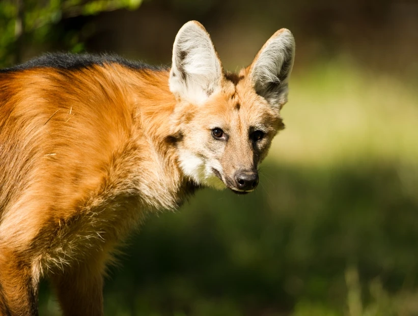 Qué animal es el aguará guazú y en qué parte de Argentina habita