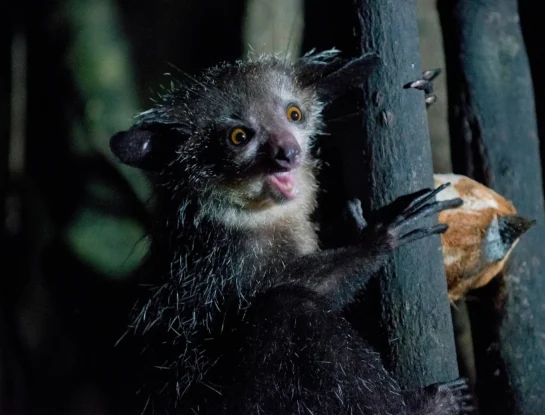 Aye-aye: el lémur que usa un dedo larguísimo para buscar comida