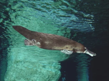 Ornitorrinco: cómo hace para cazar bajo el agua sin ver