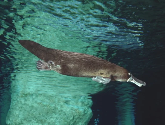 Ornitorrinco: cómo hace para cazar bajo el agua sin ver