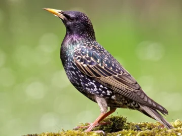 Estornino pinto: la curiosa y pequeña ave euroasiática que se convirtió una especie invasora en Argentina
