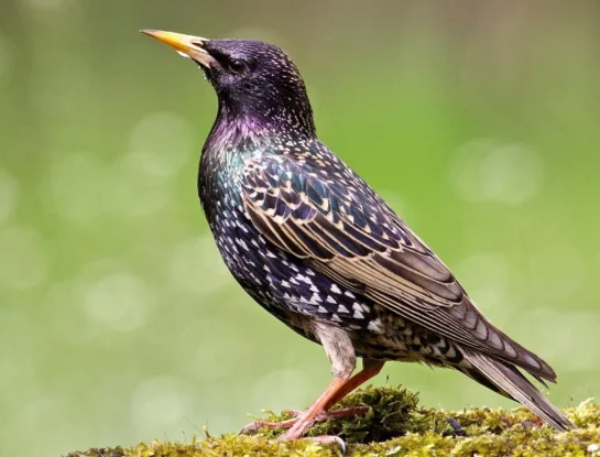 Estornino pinto: la colorida, sociable y pequeña ave euroasiática que se convirtió una especie invasora en Argentina