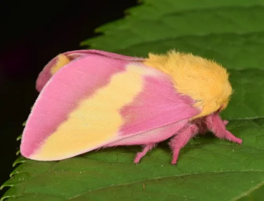 Polilla rosada del arce, el llamativo insecto de América del Norte que sorprende al mundo con sus colores
