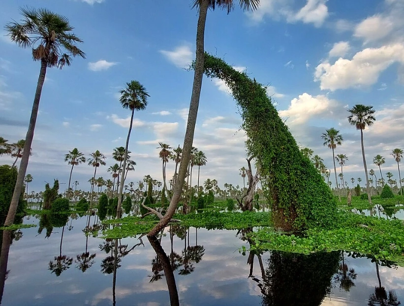 Bañado La Estrella, el segundo humedal más grande de Argentina y el tercero de Sudamérica