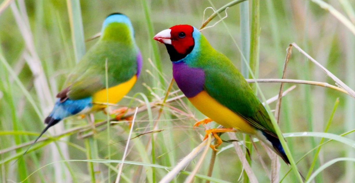 Gouldian Finch: Size, Habitat, and Conservation Status of Australia’s Colorful Bird