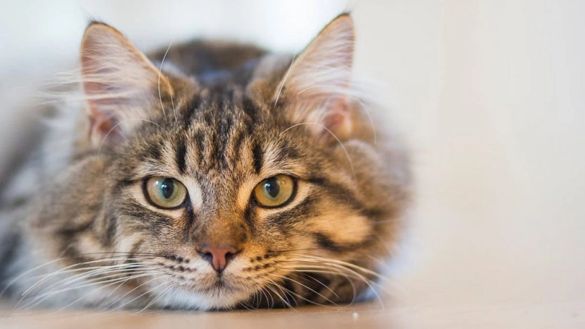 Los gatos poseen una capa reflectante llamada tapetum lucidum, que amplifica la luz disponible y les permite ver en condiciones casi nulas de iluminación.