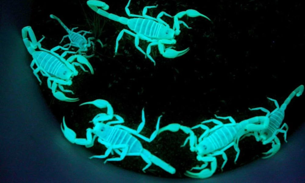 Animales que brillan.