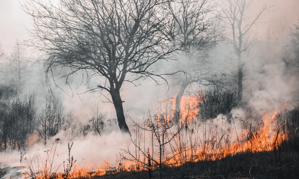 qué son los incendios forestales