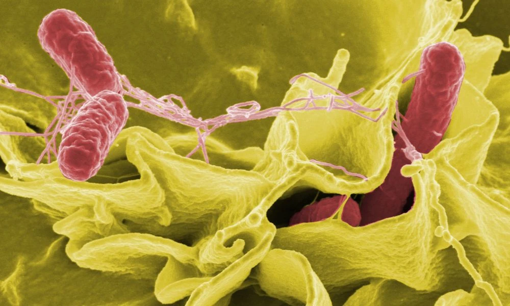 Los microorganismos en detalle.