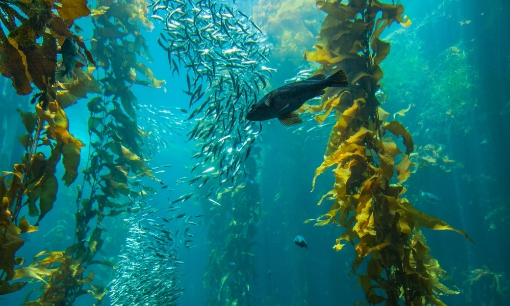 Qué son y dónde están los bosques submarinos gigantes que ayudan al planeta