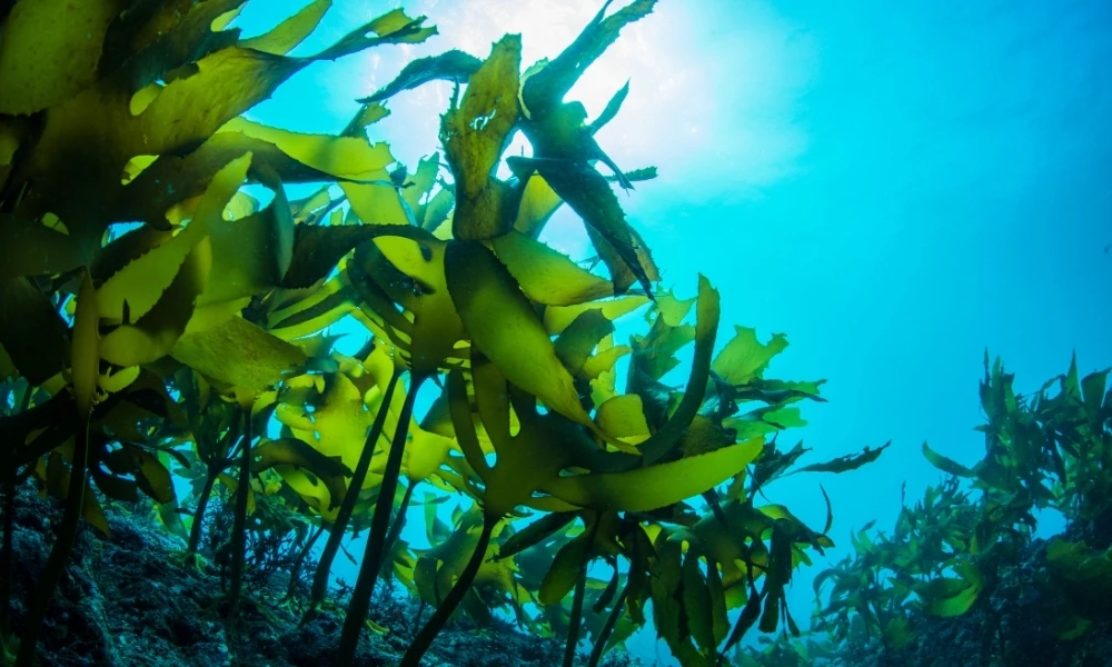 Qué son y dónde están los bosques submarinos gigantes que ayudan al planeta