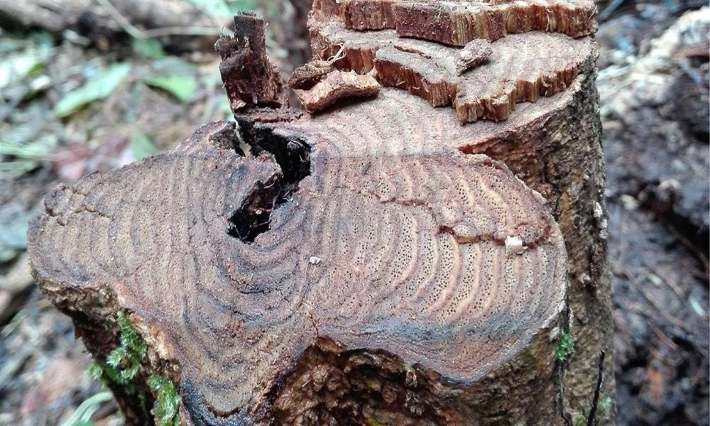 Madera y sus anillos.