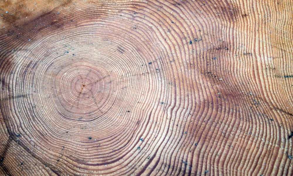 Aspecto de los anillos de un árbol.