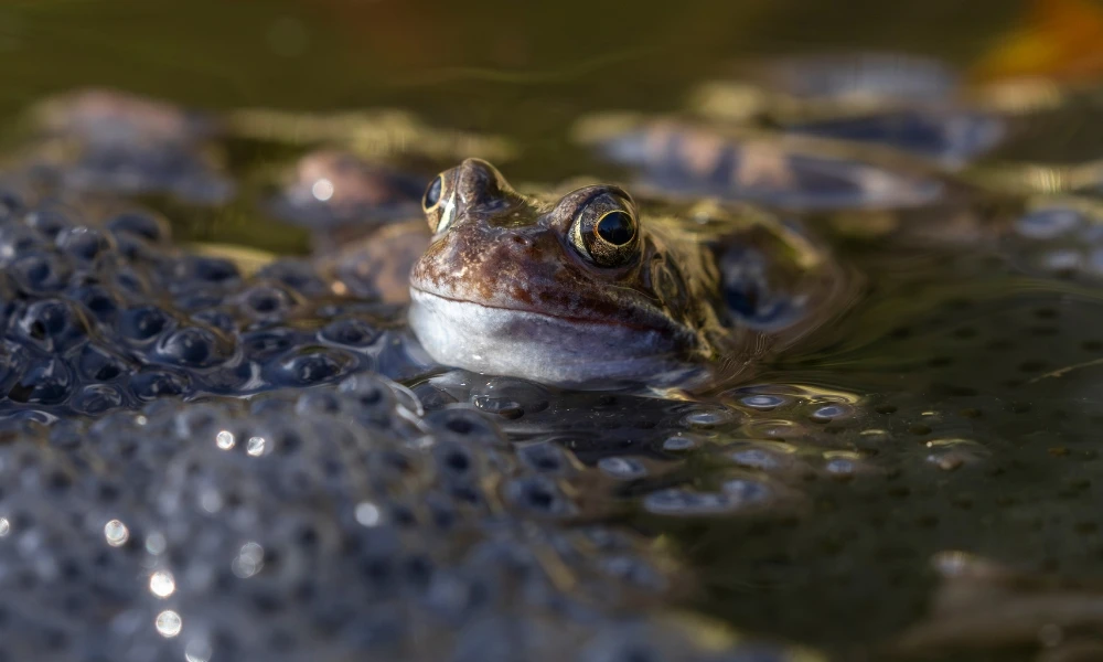 Qué son los animales ovíparos, qué características tienen y qué ejemplos hay