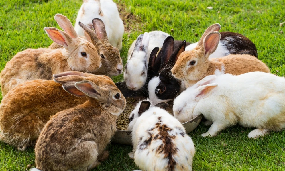 Qué son los animales vivíparos y qué características tienen