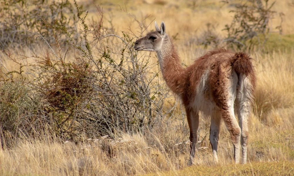 Animal en la naturaleza.