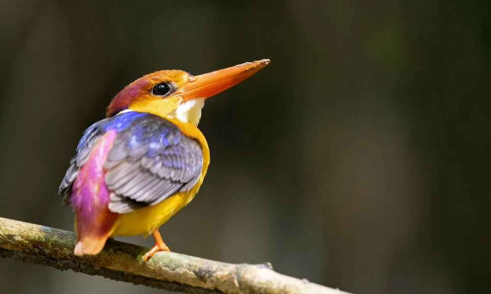Colores del martín pescador oriental.