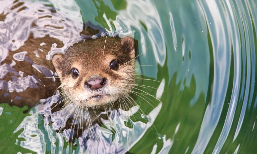 Cómo vive la nutria, uno de los mamíferos más curiosos del planeta