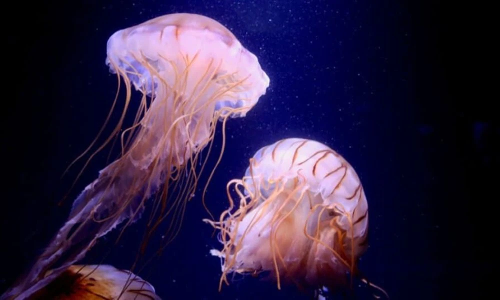 Naturaleza del mar.