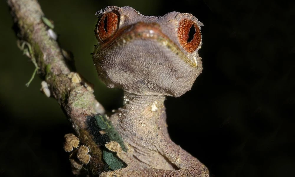 Aspecto del gecko cola de hoja satánico.