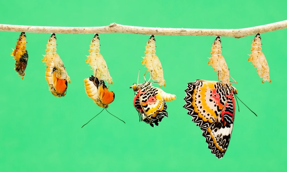 animales que realizan la metamorfosis