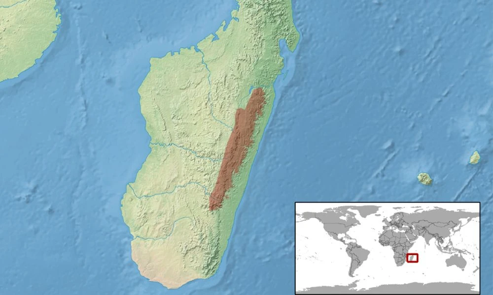 Sector de Madagascar donde habita el animal.