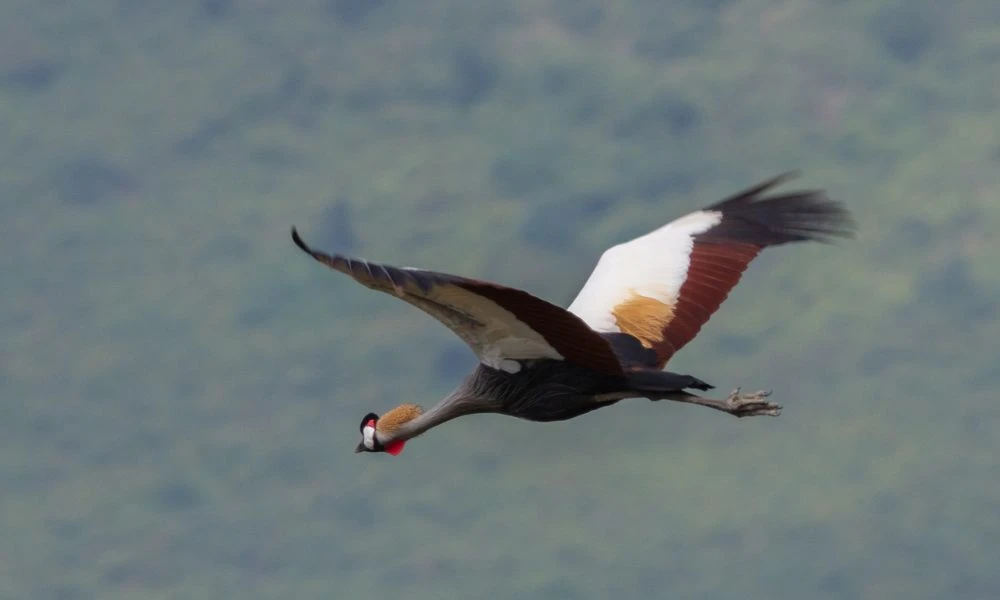La grulla coronada cuelligrís en pleno vuelo.