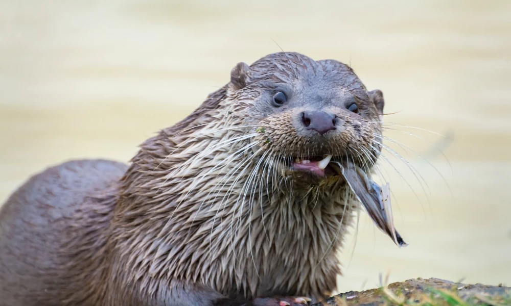 qué come la nutria y cómo encuentra sus presas