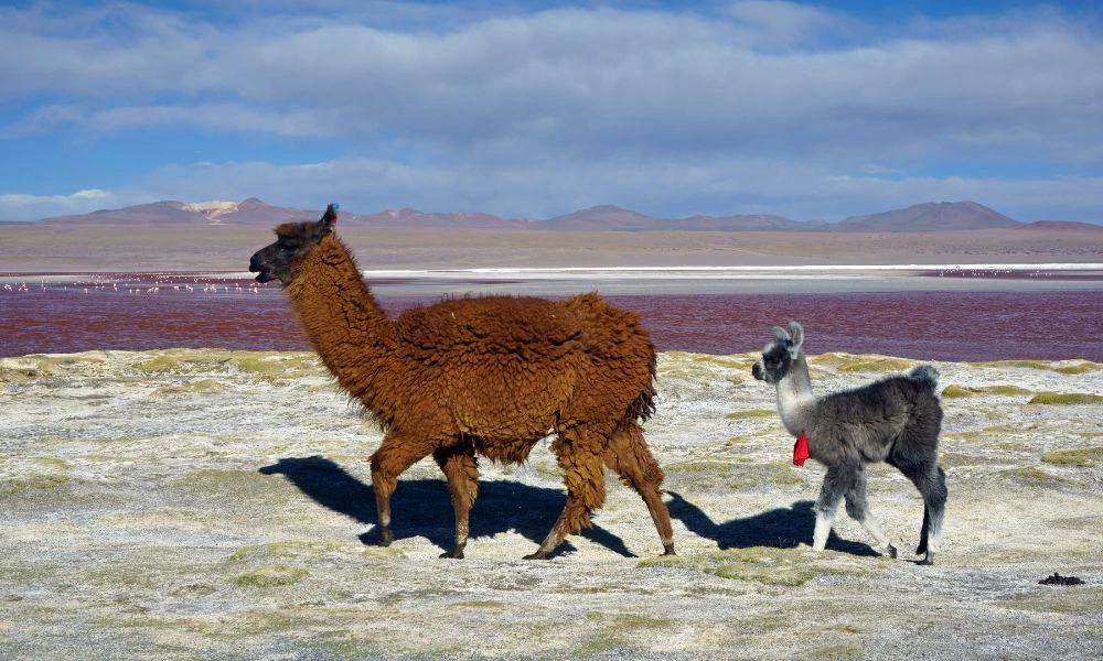 Animales en laguna Colorada.