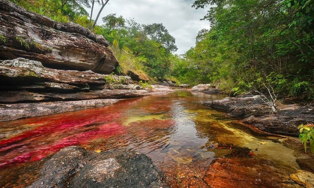 Caño Cristales, el río de Colombia que tiene cinco colores gracias a una planta especial