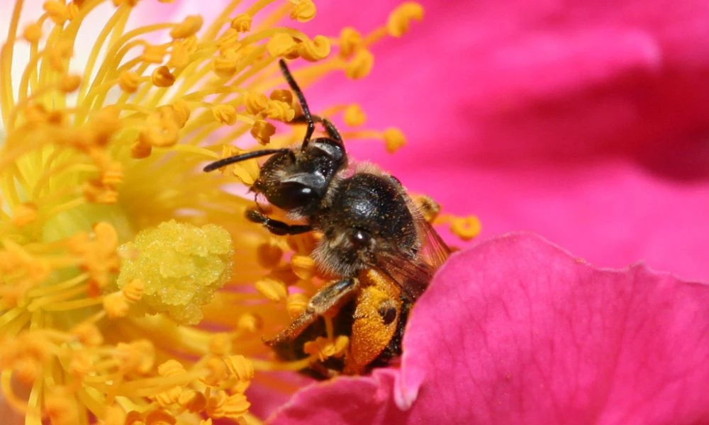 Una abeja en plena polinización.