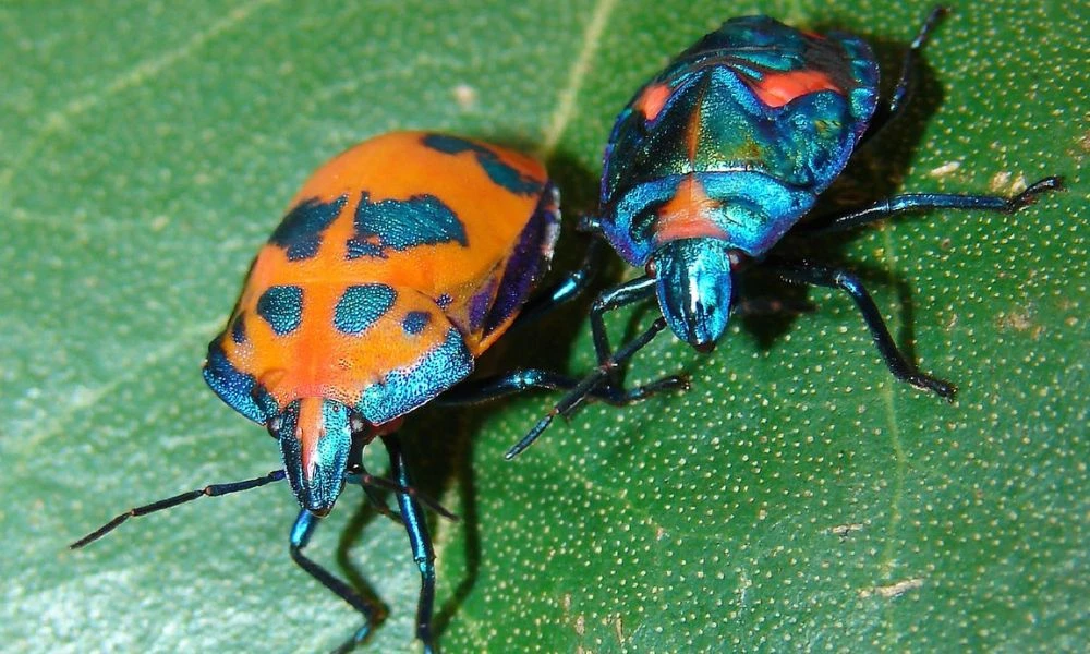 Colores de las chinches metálicas.