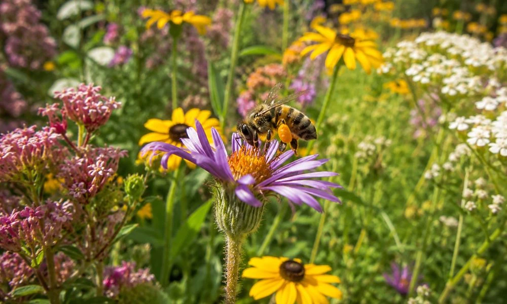 El rewilding y las abejas.
