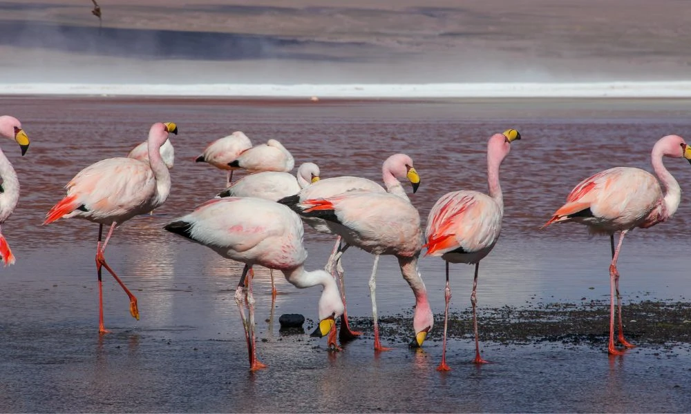 Flamencos en el lugar.