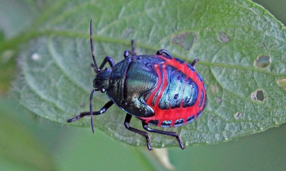 Aspecto de uno de los insectos.