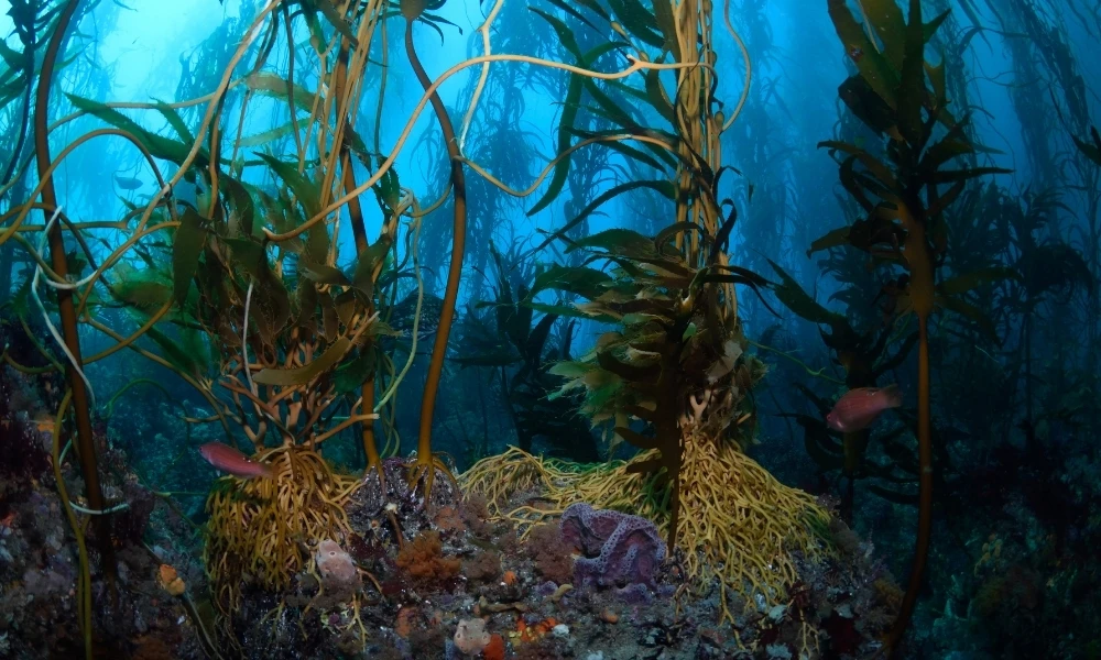 Qué son y dónde están los bosques submarinos gigantes que ayudan al planeta