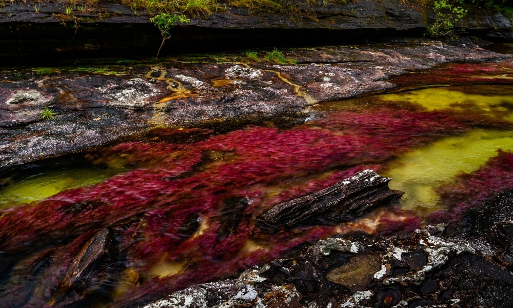 Caño Cristales, el río de Colombia que tiene cinco colores gracias a una planta especial