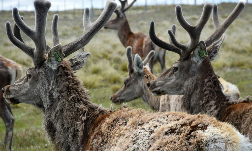 Aspecto del animal.