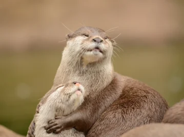 Cómo vive la nutria, uno de los mamíferos más curiosos del planeta
