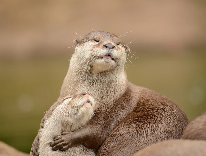 Cómo vive la nutria, uno de los mamíferos más curiosos del planeta