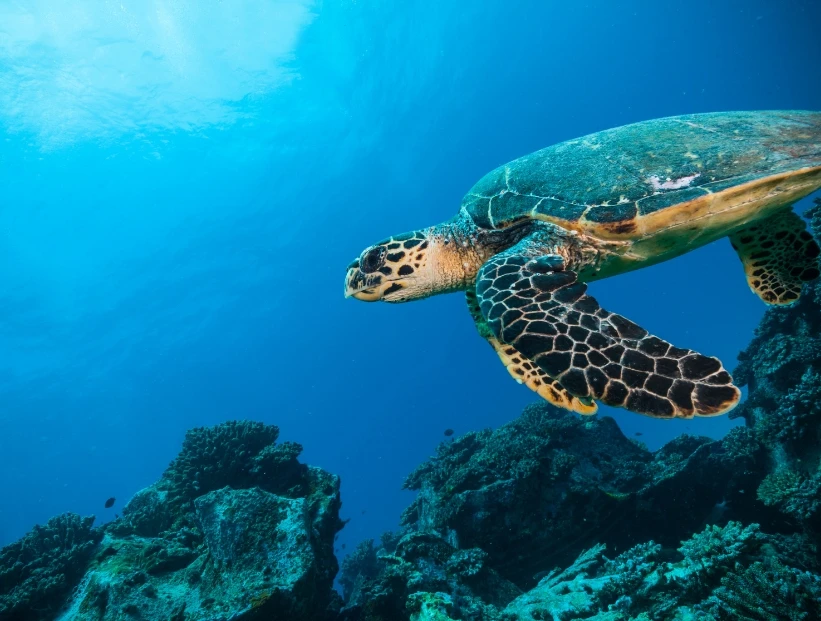 Océano Índico: curiosidades del océano más cálido del planeta