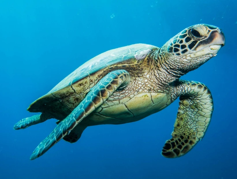Qué son los animales ovíparos, qué características tienen y qué ejemplos hay