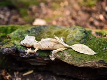 gecko-cola-de-hoja-satánico