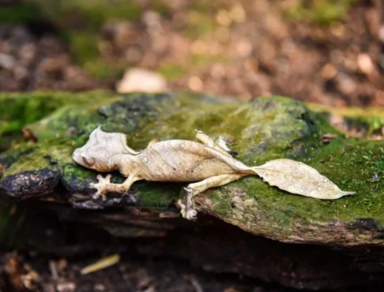 Gecko cola de hoja satánico: el curioso animal, experto en camuflaje, que solo habita en Madagascar